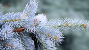 Colorado Blue Spruce
