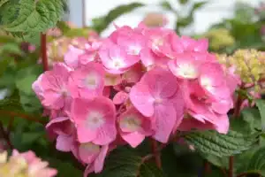 Endless Summer BloomStruck Hydrangea