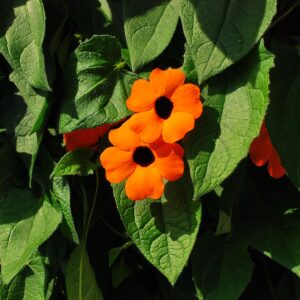 Black-Eyed Susan Vine