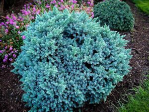 Blue Star Juniper