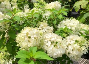 Bobo Hydrangea