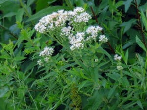 Boneset