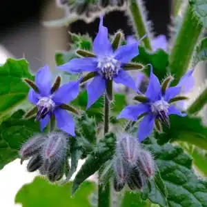 Borage (Starflower)