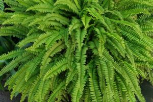 Boston Fern