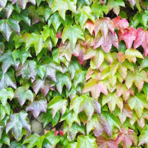 Boston Ivy