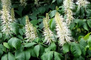 Bottlebrush Buckeye