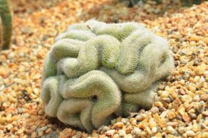 Brain Cactus