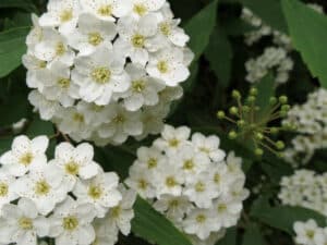 Bridal Wreath Spirea