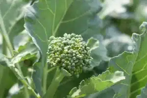 Broccoli