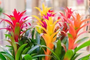 Bromeliad