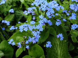 Brunnera (Siberian Bugloss)
