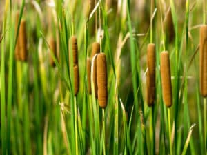 Bulrush - Common cattail