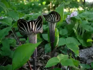 Jack-in-the-Pulpit