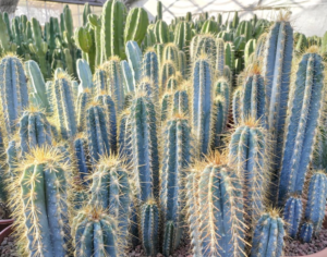 Pilosocereus Cacti
