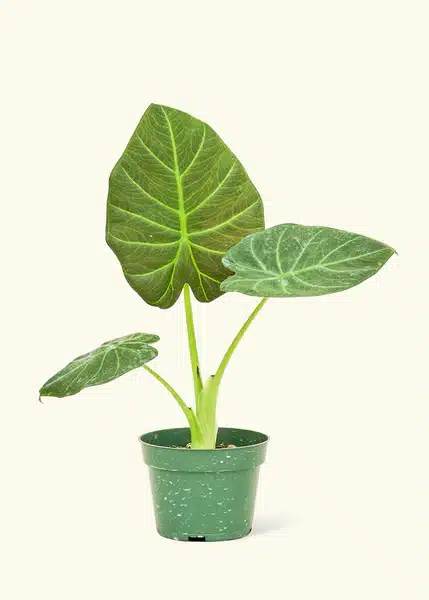 Alocasia Regal Shield Plant