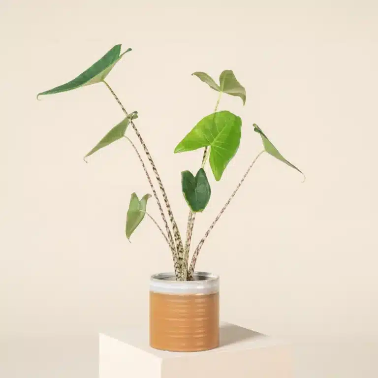 Alocasia Zebrina Plant